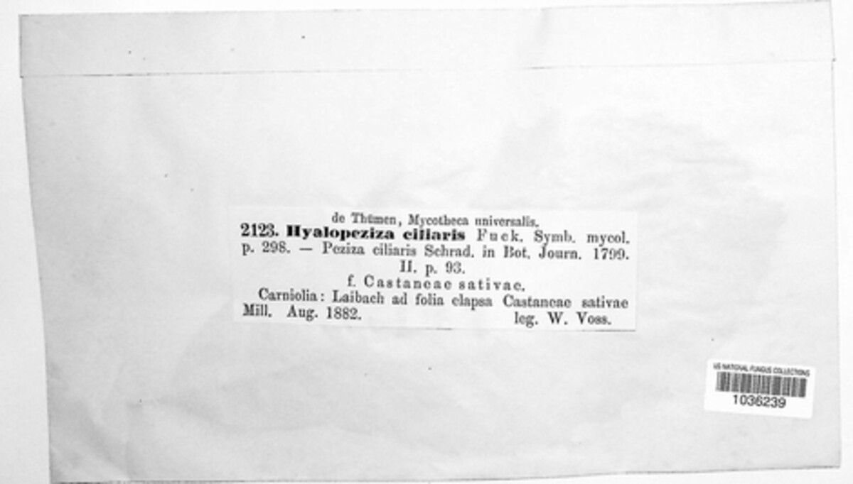 Hyalopeziza ciliaris image